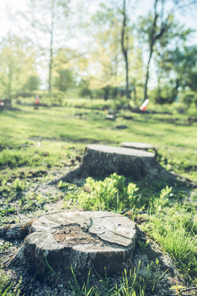 istockphoto 1421980215 612x612