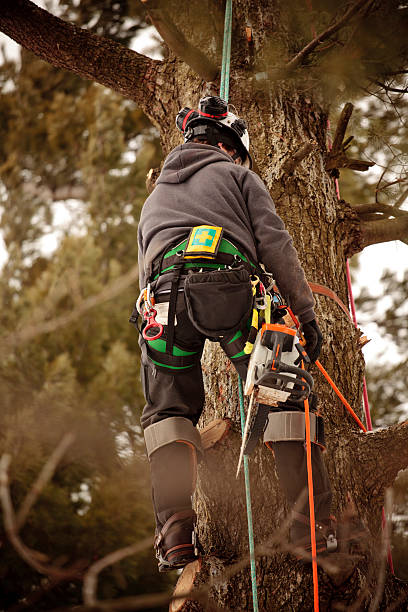 arborist climbing tree to cut branches.