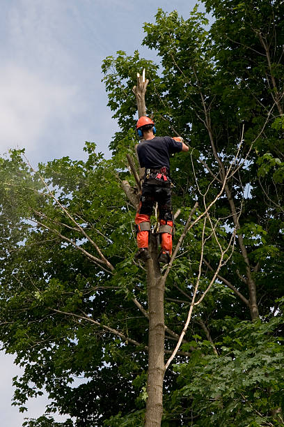 an arborist cuts down a maple tree