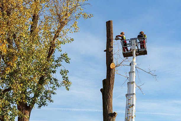 istockphoto 2245527968 612x612